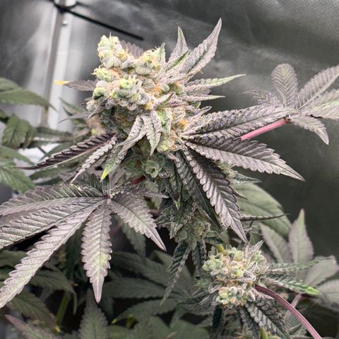 Mandarin Cookies R1 V2 #1 growlog timeline photo