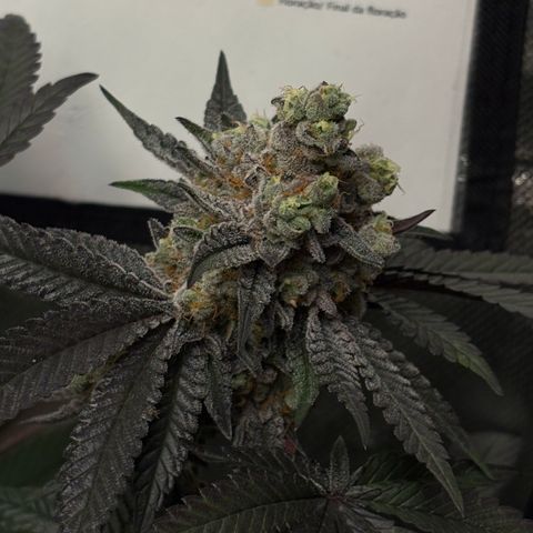 Mandarin Cookies R1 V2 #1 growlog timeline photo