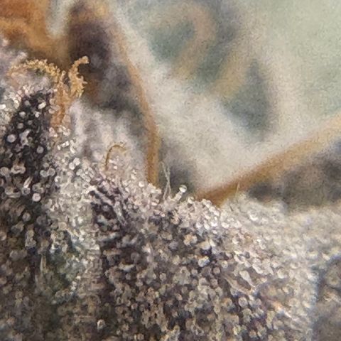 Mandarin Cookies R1 V2 #1 growlog timeline photo