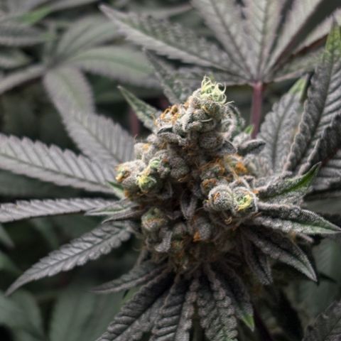 Mandarin Cookies R1 V2 #1 growlog timeline photo
