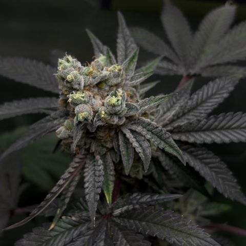 Mandarin Cookies R1 V2 #1 growlog timeline photo