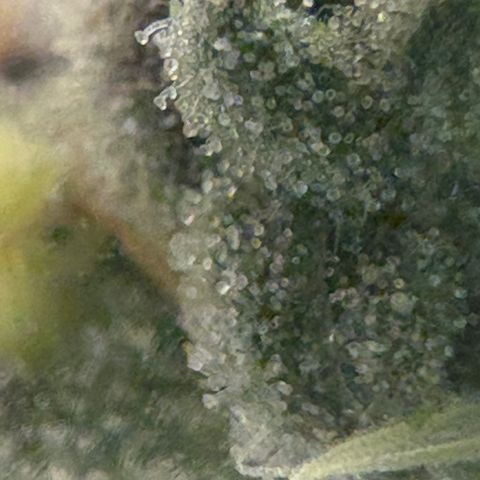 Mandarin Cookies R1 V2 #1 growlog timeline photo