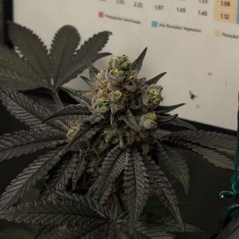 Mandarin Cookies R1 V2 #1 growlog timeline photo