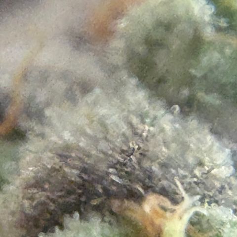 Mandarin Cookies R1 V2 #1 growlog timeline photo