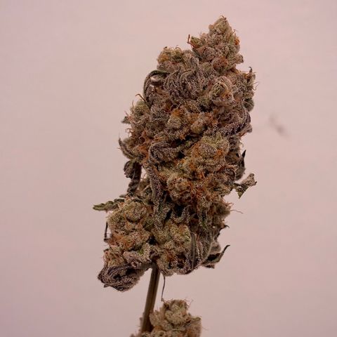 Mandarin Cookies R1 V2 #2 growlog timeline photo