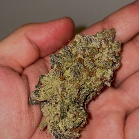 Mandarin Cookies R1 V2 #2 growlog timeline photo