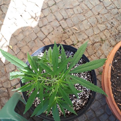 Árvore  growlog photo: Troca de vaso, 8l
