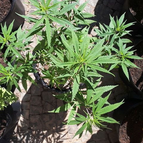 Árvore  growlog timeline photo