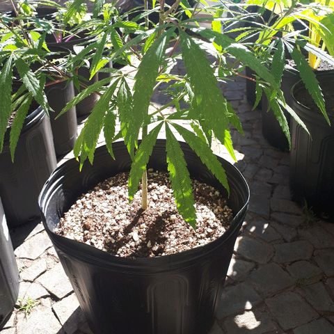 Árvore  growlog timeline photo