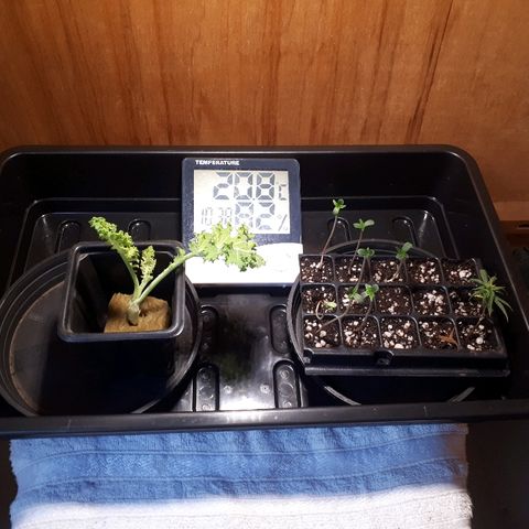 Árvore  growlog photo: Novas mudas
