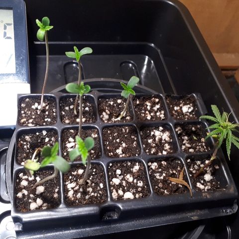 Árvore  growlog photo: Novas mudas
