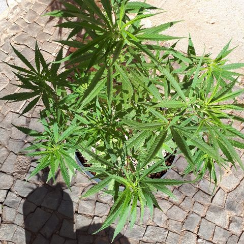 Árvore  growlog timeline photo
