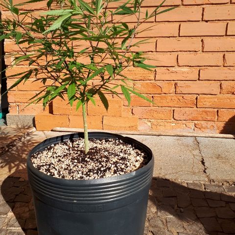 Árvore  growlog timeline photo