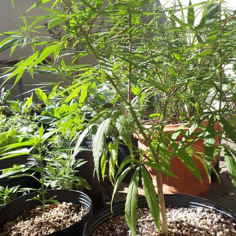 Árvore  growlog timeline photo