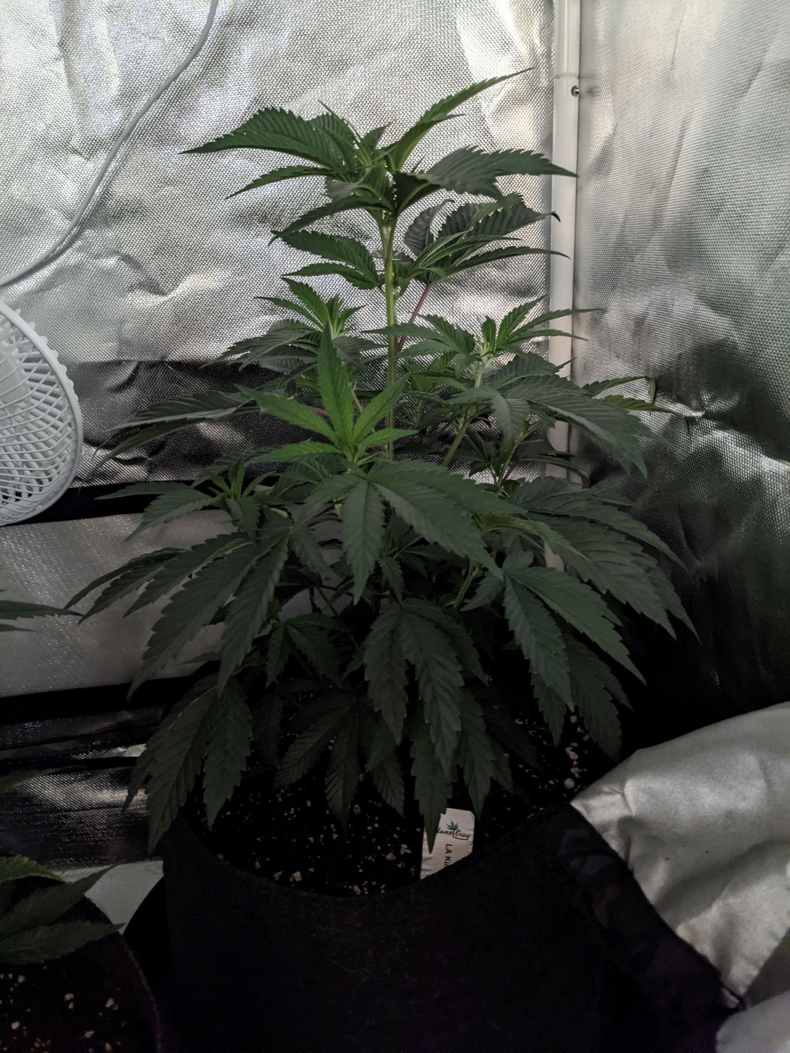LA Kush Cake growlog header
