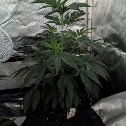 LA Kush Cake growlog photo
