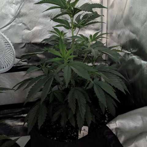 LA Kush Cake growlog photo
