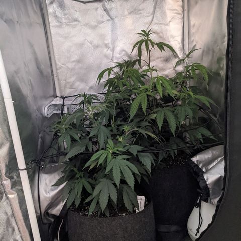 LA Kush Cake growlog photo