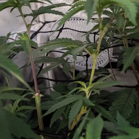 LA Kush Cake growlog photo