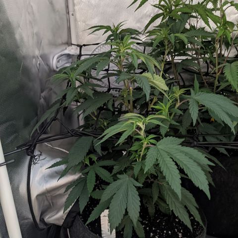 LA Kush Cake growlog photo