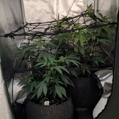 LA Kush Cake growlog timeline photo