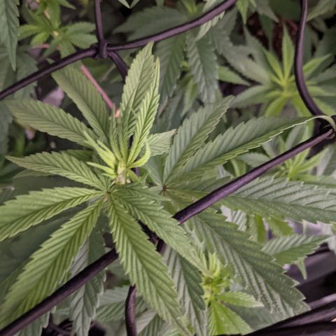 LA Kush Cake growlog timeline photo