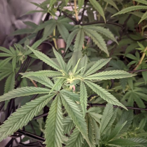 LA Kush Cake growlog timeline photo