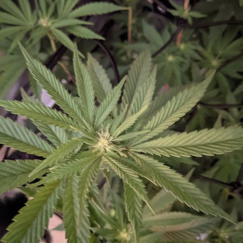 LA Kush Cake growlog timeline photo