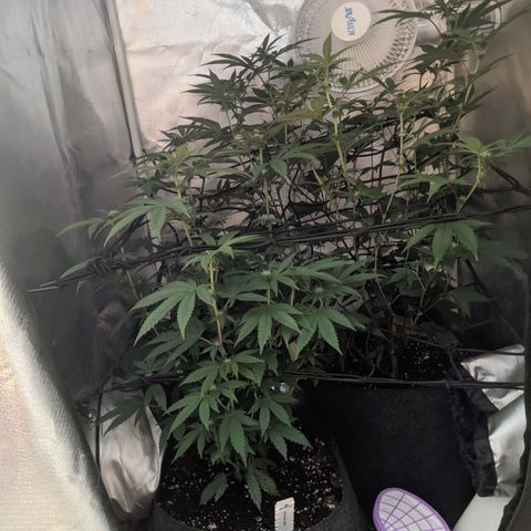 LA Kush Cake growlog timeline photo
