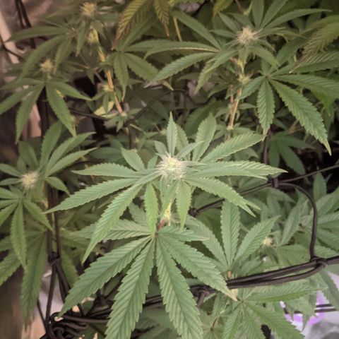 LA Kush Cake growlog timeline photo
