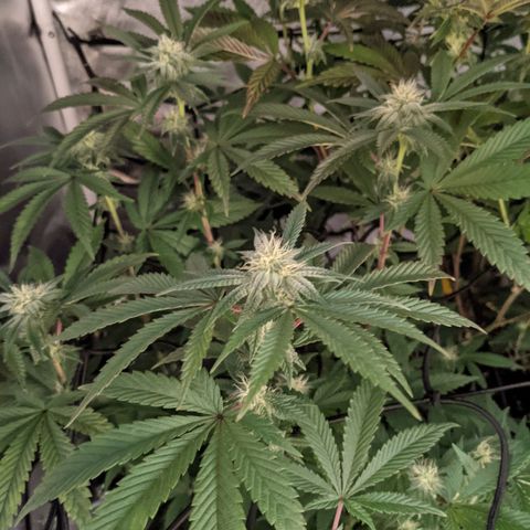 LA Kush Cake growlog timeline photo