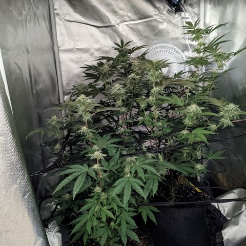 LA Kush Cake growlog timeline photo
