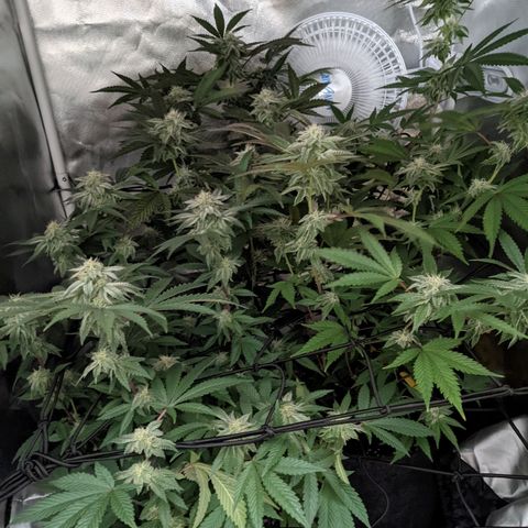 LA Kush Cake growlog timeline photo