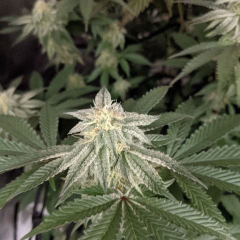 LA Kush Cake growlog timeline photo