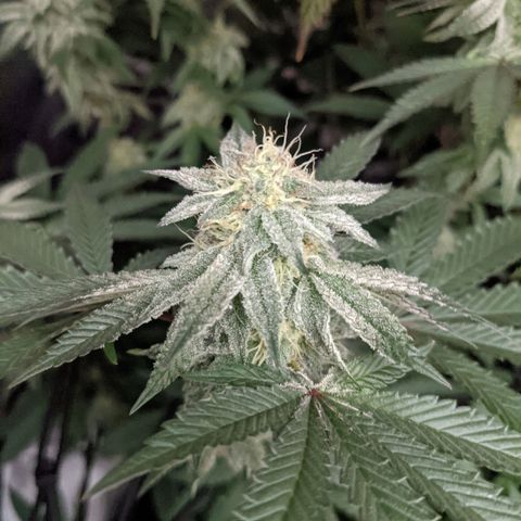 LA Kush Cake growlog timeline photo