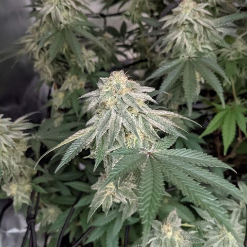 LA Kush Cake growlog timeline photo