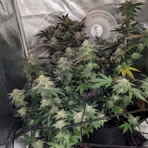 LA Kush Cake growlog timeline photo