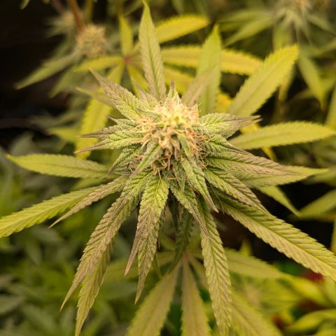 Purple Queen growlog photo: Beautiful purple fade starting