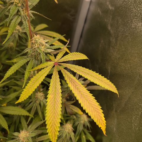 Purple Queen growlog photo: Beautiful purple fade starting