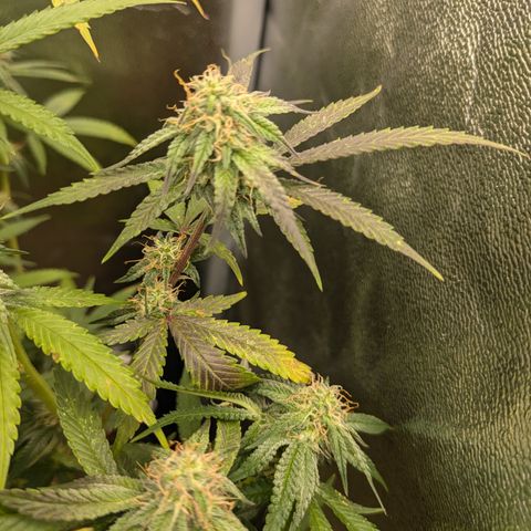 Purple Queen growlog photo: Beautiful purple fade starting