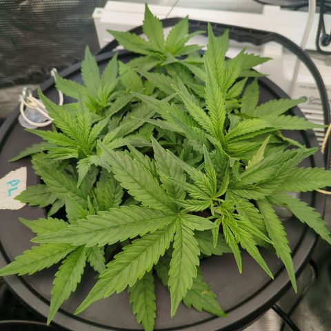 Purple Lemonade Autoflower  growlog timeline photo