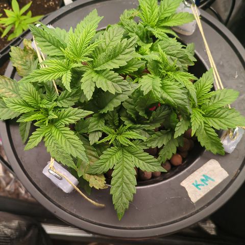 Kush Mintz  growlog timeline photo