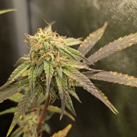 Purple Queen growlog timeline photo