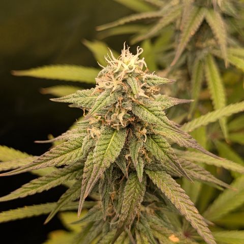 Purple Queen growlog timeline photo