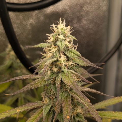 Purple Queen growlog timeline photo