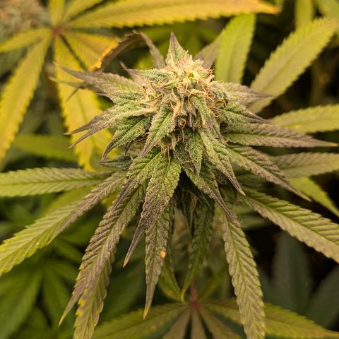 Purple Queen growlog timeline photo