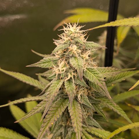Purple Queen growlog timeline photo