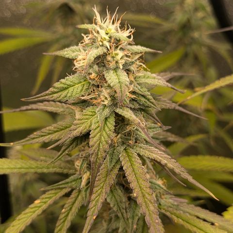 Purple Queen growlog timeline photo