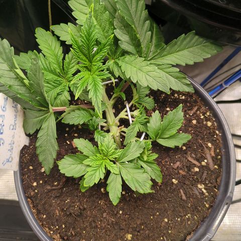 Bubba Brunch  growlog timeline photo