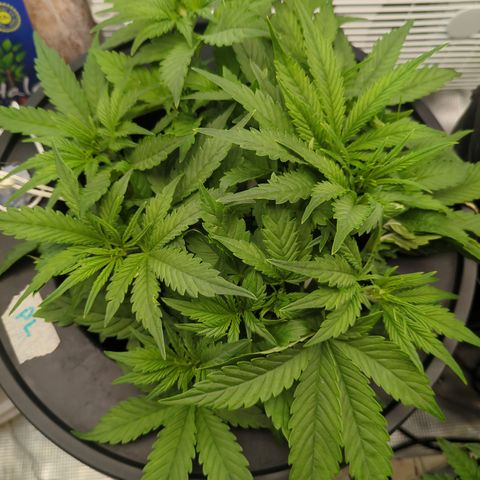 Purple Lemonade Autoflower  growlog timeline photo